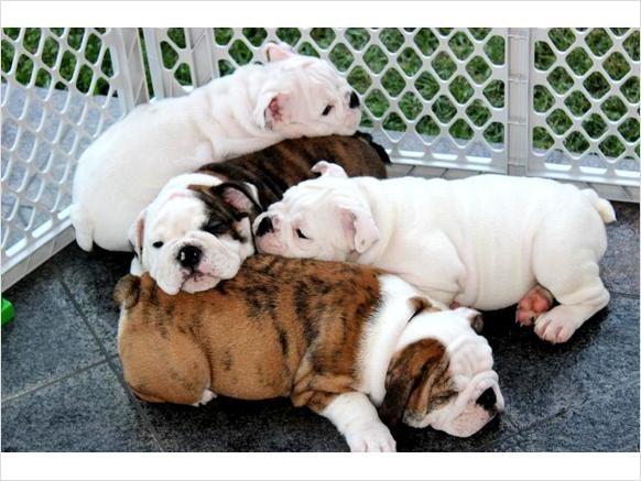 English Bulldog puppies