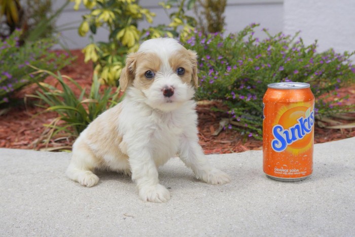 Meet Ashton the Cavachon Designer Breed!