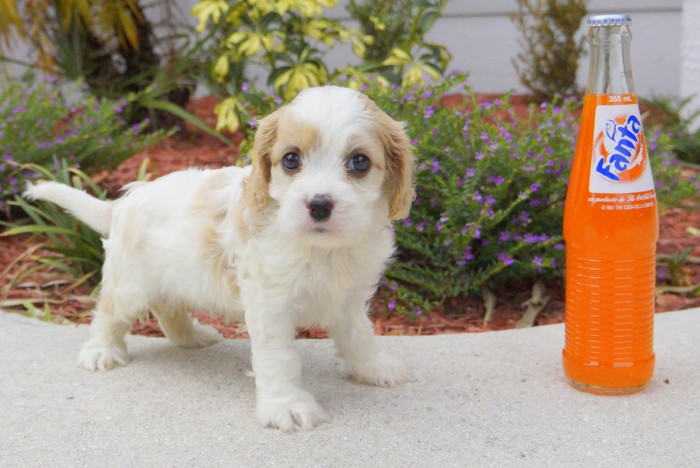 Cavachon Designer Breed Female Pup! (Cavalier and Bichon Frise)