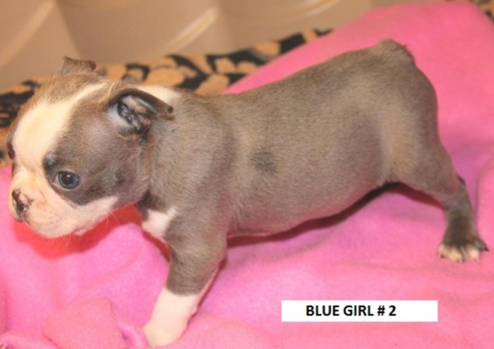Blue Boston Terrier Puppies