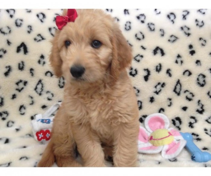 Female Goldendoodle