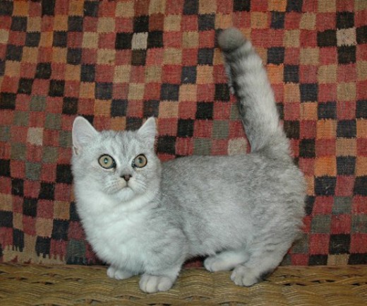 Munchkin Kittens Registered