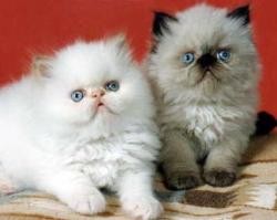 Himalayan Kittens Available