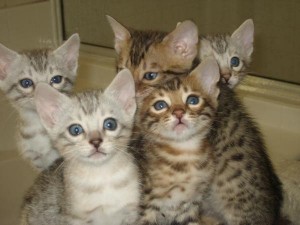BENGAL Kittens Available