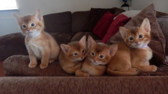 Abyssinian Male Kittens