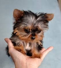 Teacup Yorkie Puppies