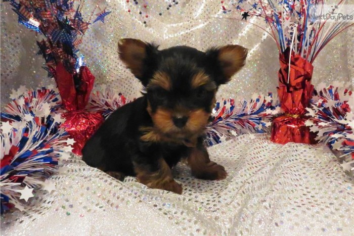 Male Yorkie