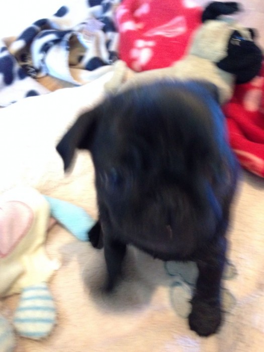 Top Quality Black Pug Puppies Available