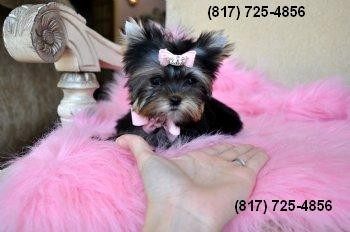 Female ACA Toy Yorkie