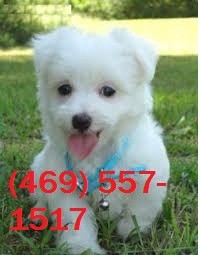 Fantastic Teacup Maltese Puppies Available