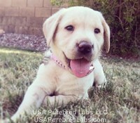 Purebred AKC Labrador Retriever Lab Puppies for Sale in Arizona AZ