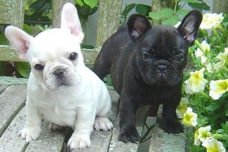 French Bulldog Puppies for Adoption