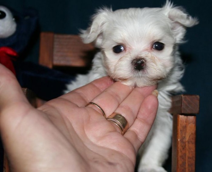 Adorable Little Maltese Teacup Puppies Ready