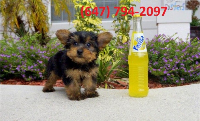 Male and Female Yorkshire Terrier Puppies