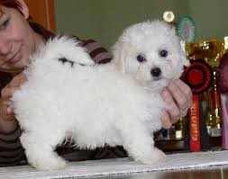 Sweet White Teacup Maltese puppies