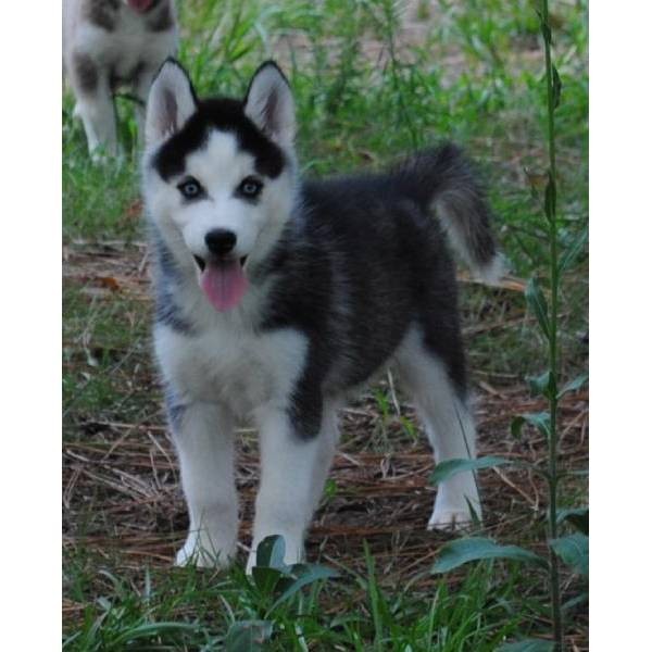 Gorgeous Siberian Husky Puppies.