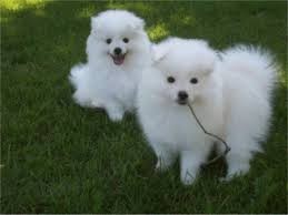 American Eskimo  Puppies For Adoption