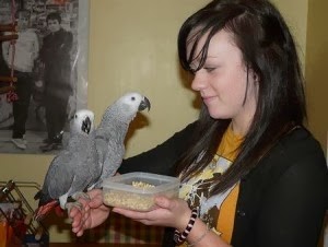 African Greys for Adoption