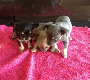 Lovely Chihuahua Puppies for Sale