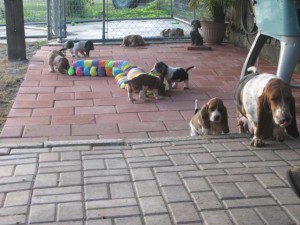 Basset Hound Puppies For Sale