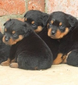 Super Rottweiler Pups