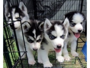 Siberian Husky Puppies