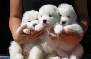 Charming Samoyed Pups