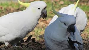 Gorgeous Female Umbrella Cockatoo