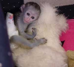 Male and Female White Faced Capuchin Monkeys