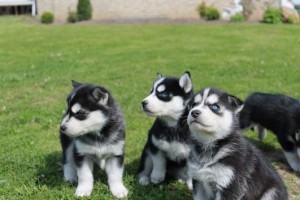 Siberian Husky Puppies for Re-homing