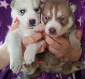 Male and Female Siberian Husky Pups