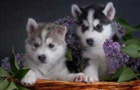 Female Siberian Husky for Sale