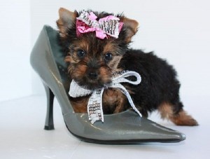 Yorkshire Terriers For Sale