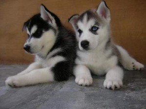 Siberian Husky Puppies For Sale