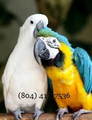 Macaw Birds