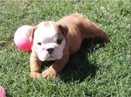 English Bulldog Puppies Available