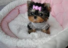 Beautiful Teacup Yorkie Puppies