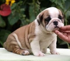 Cute English Bulldog puppies