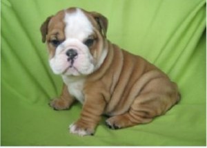 English Bulldog Pups