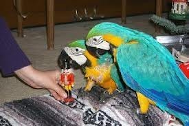 Female Blue and Gold Macaw With Cage