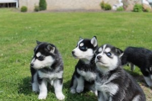 100% Siberian Husky Puppies