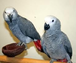 Congo African Grey Parrots