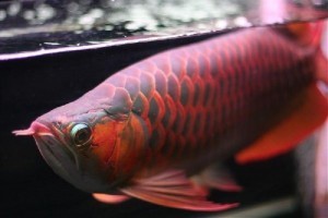 Asian Arowana Fish for Sale