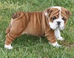 English Bulldog Puppies Available