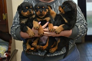 Rottweiler puppies