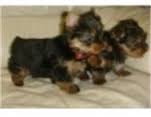 Yorkie Puppies Available