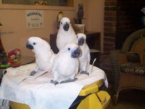 Umbrella Cockatoos