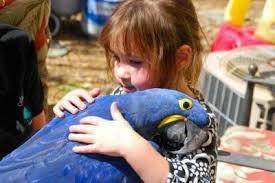 Beautiful and Talking Hyacinth Macaw Parrots for Sale