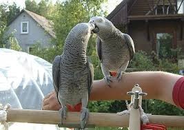 African Grey Parrots!