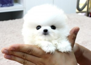 Gorgeous Pomeranian Pups Available